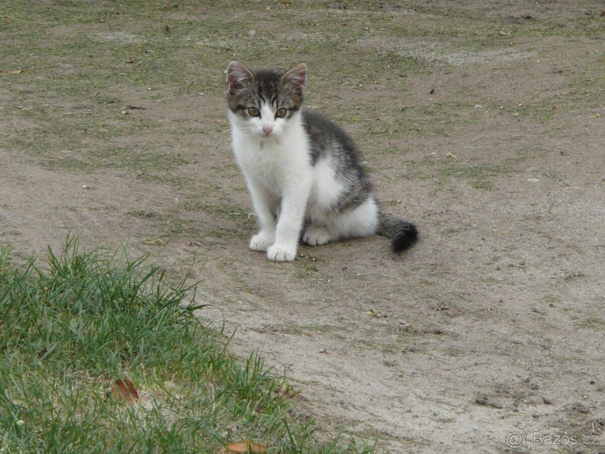 dvě koťata