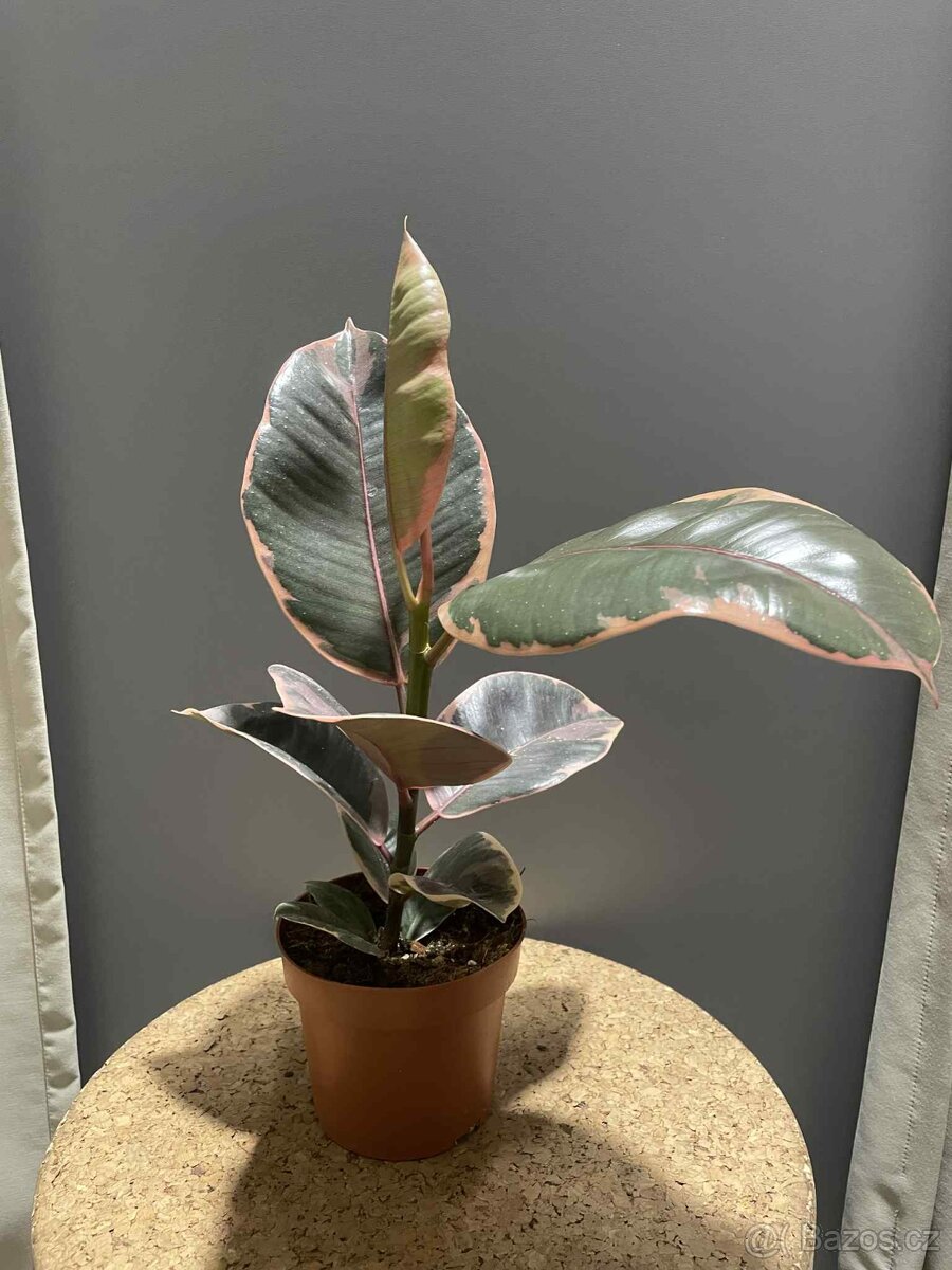 Fíkovník pryžodárný (Ficus elastica) č. 3