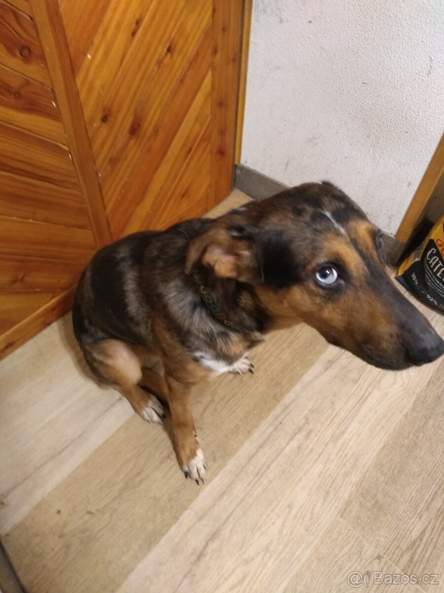 Australský x honácký