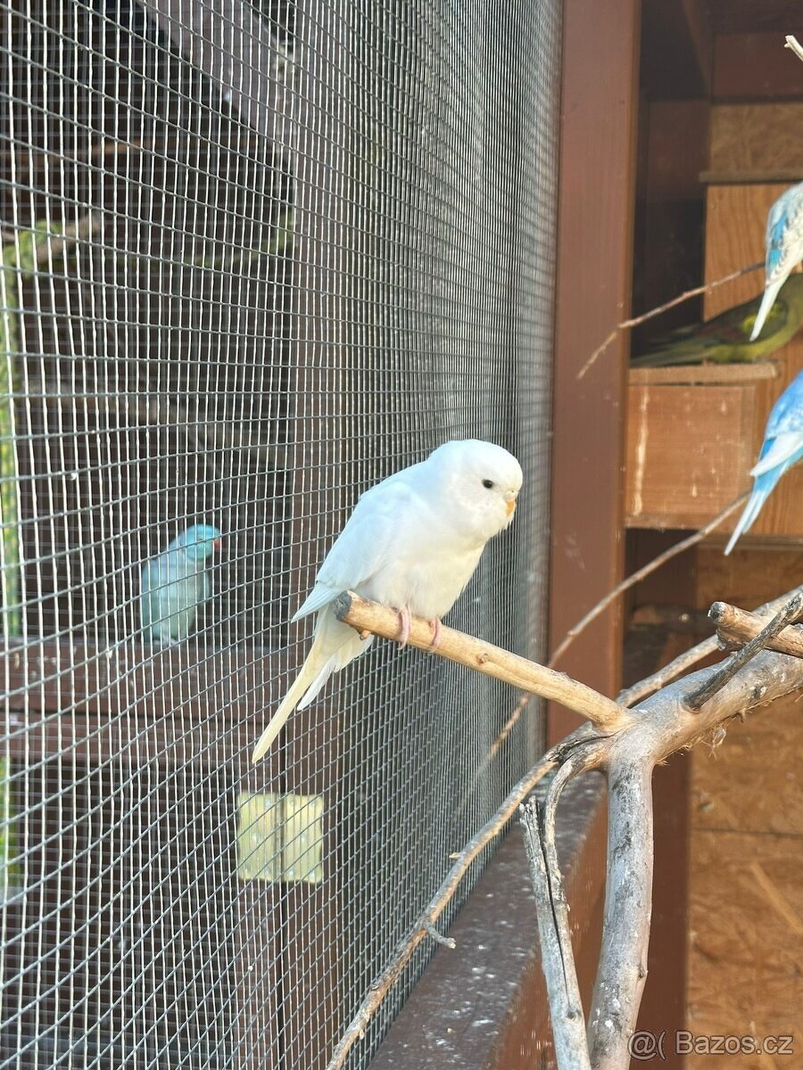 Andulky-letošní kroužek