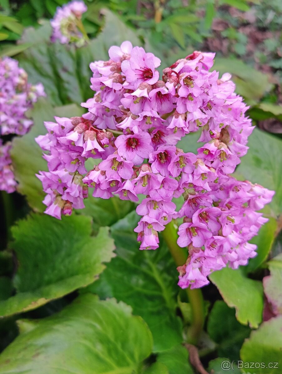 Bergénie tučnolistá - trvalka