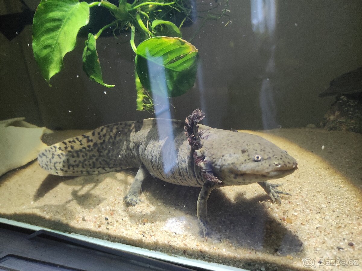 Axolotl