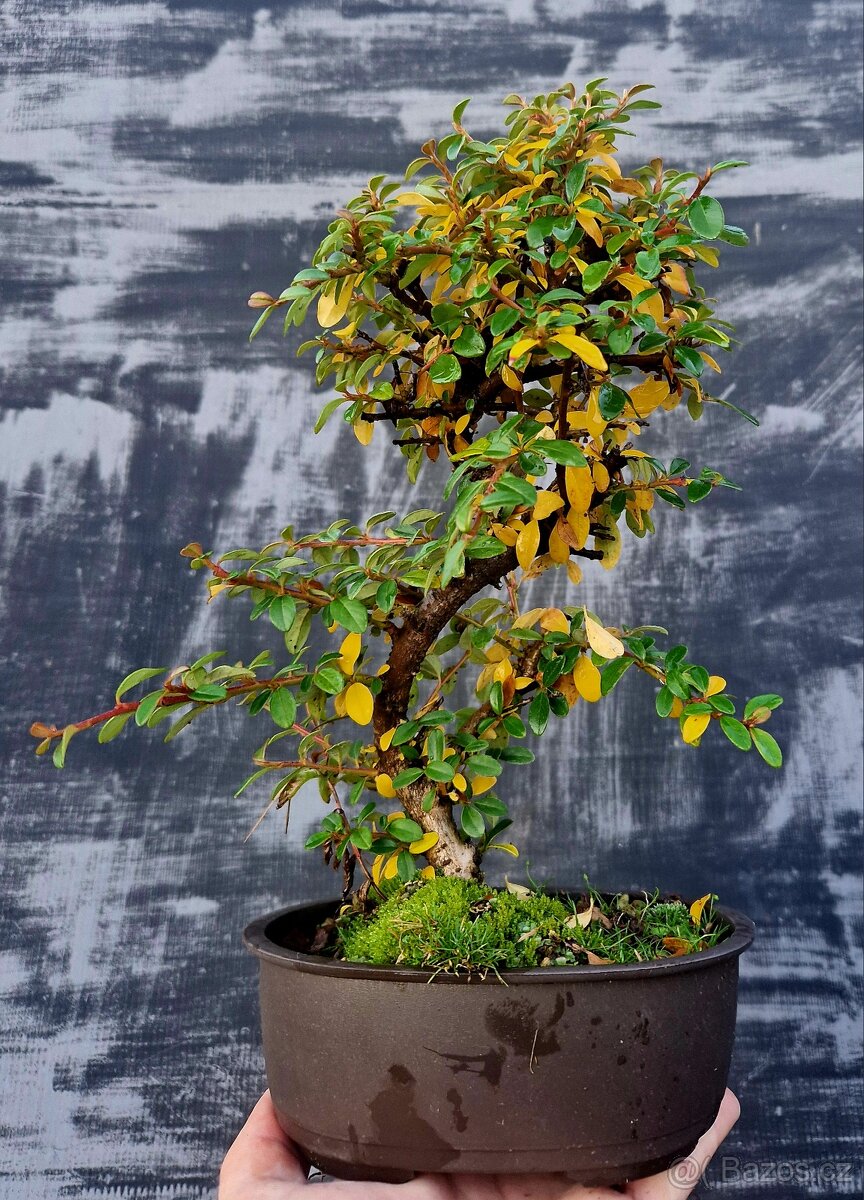 Bonsai, Bonsaj - Cotoneaster dammeri 3