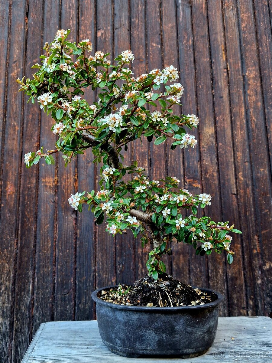 Bonsai, Bonsaj - Cotoneaster dammeri 3