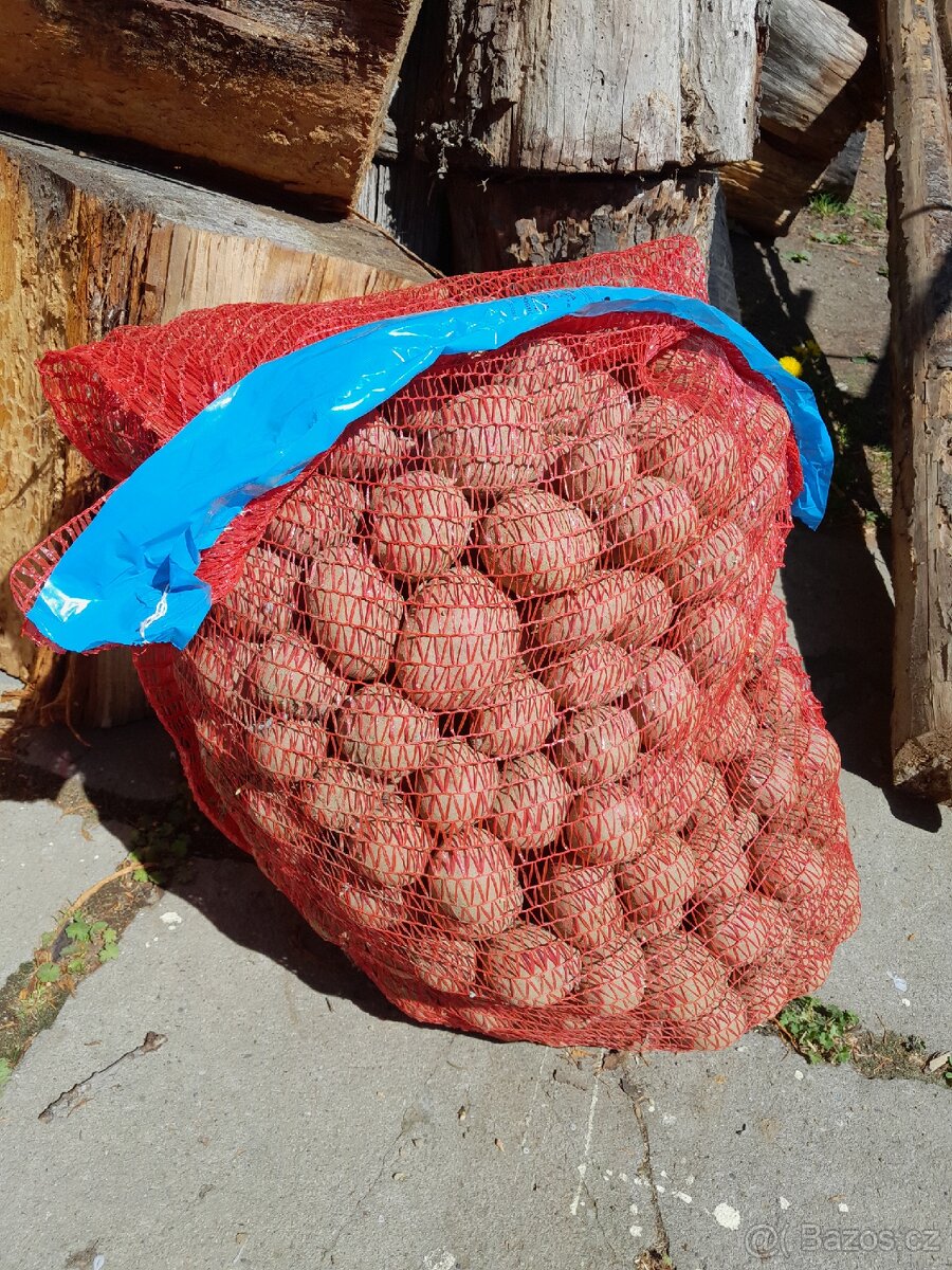 Prodám sadbové brambory (uznané)