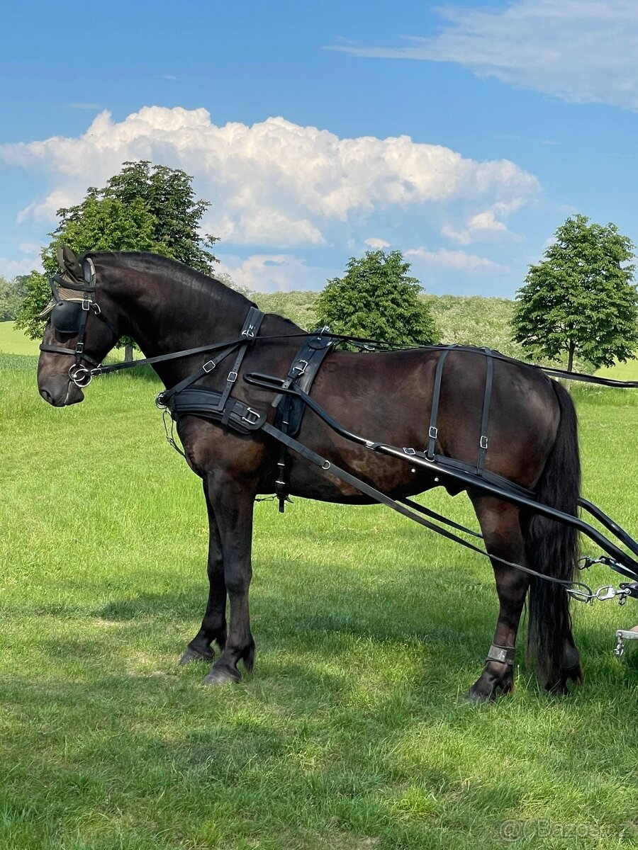Koč s koňom a postrojmi