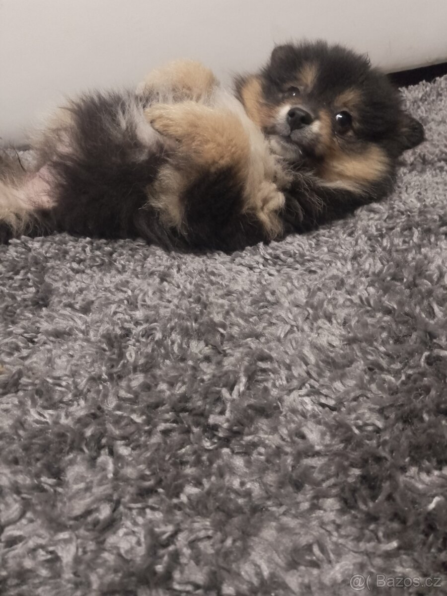 Pomeranian black and tan