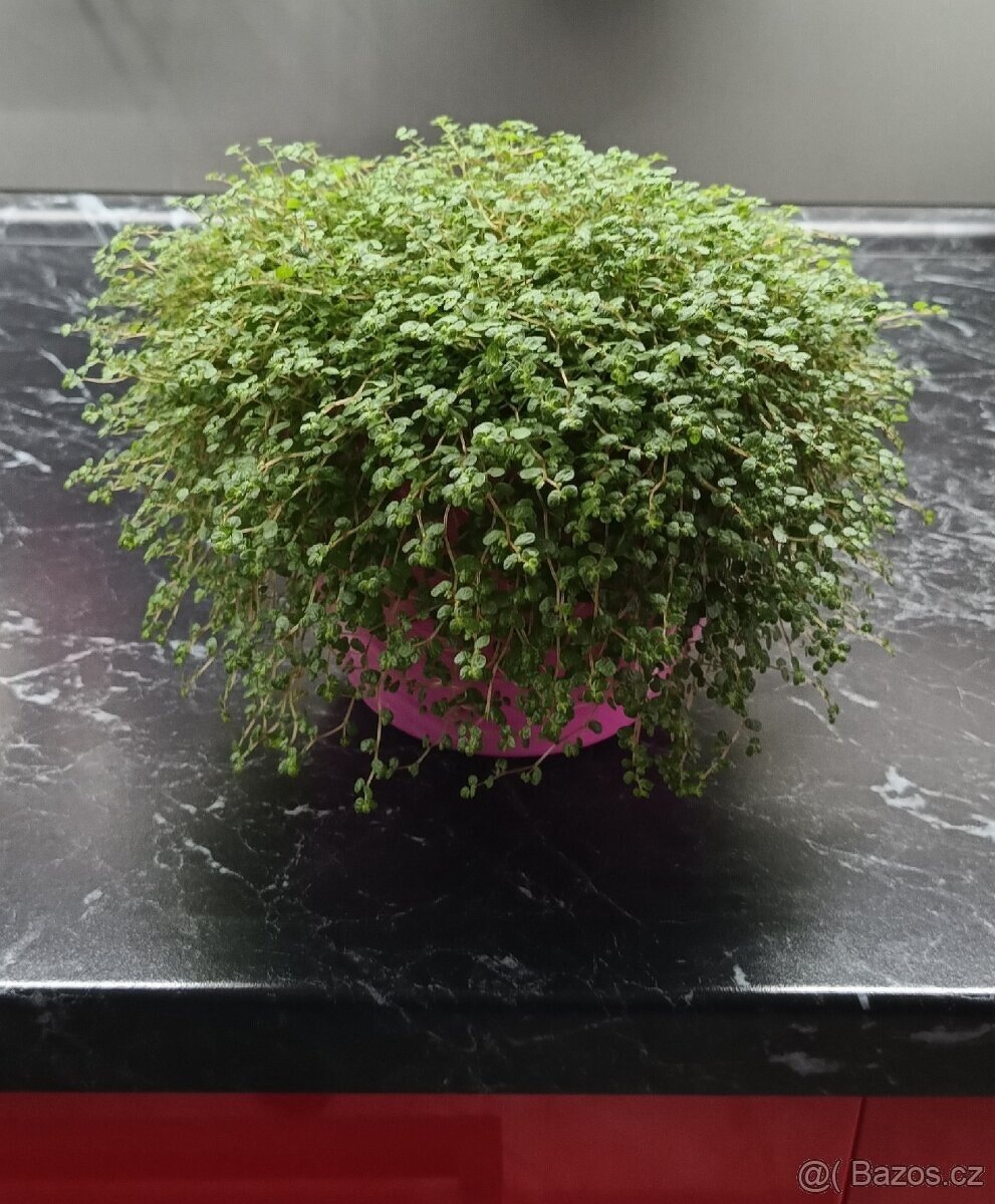 Štěstíčko, domácí štěstí - Soleirolia