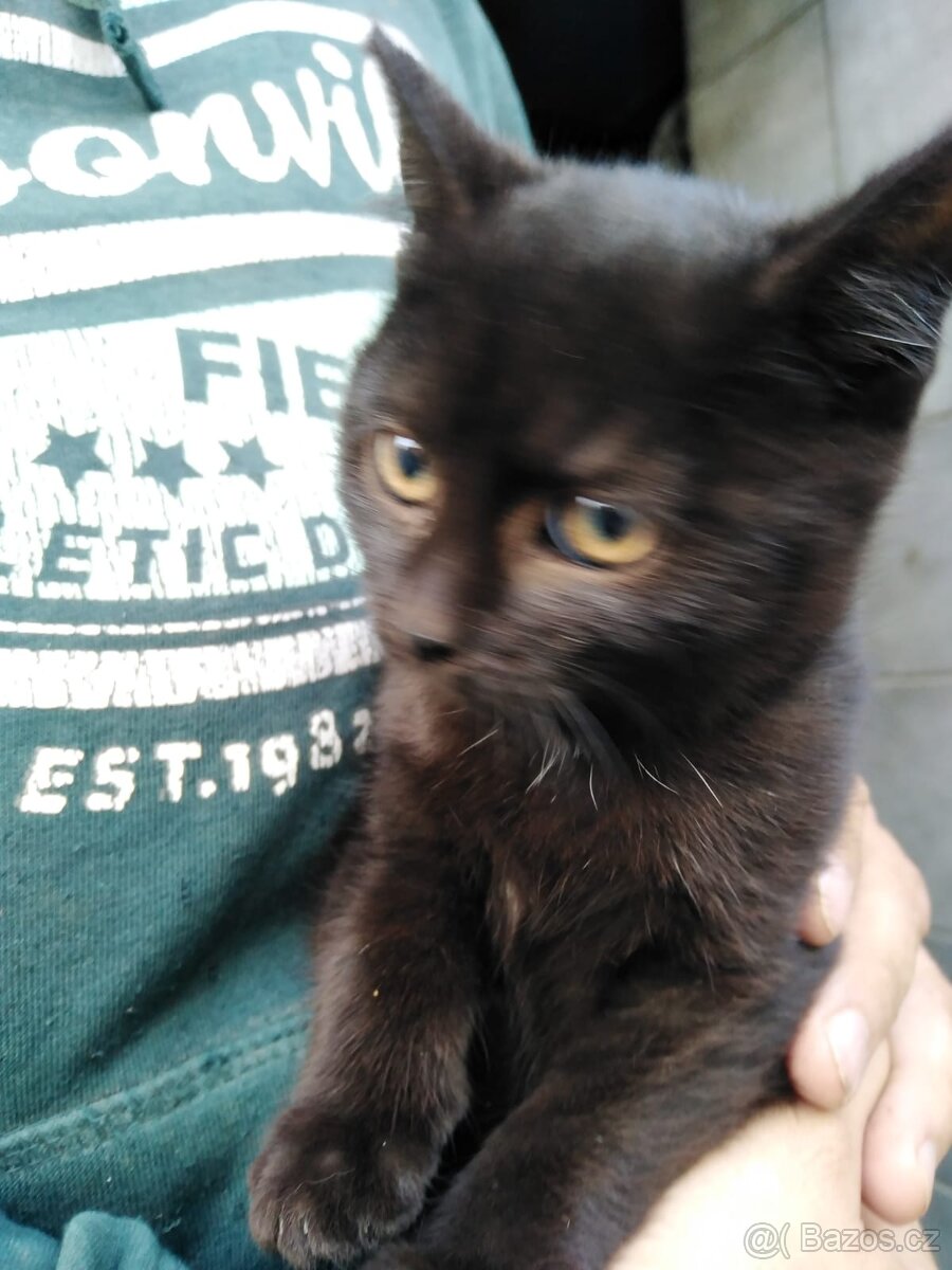 Daruji koťátko.