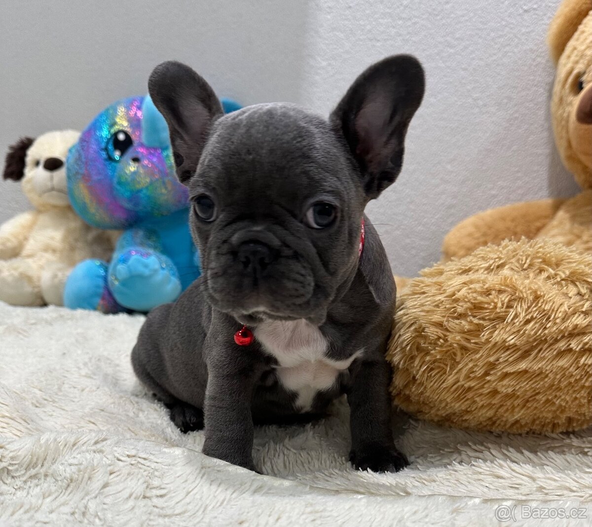 Francouzský buldoček modrý
