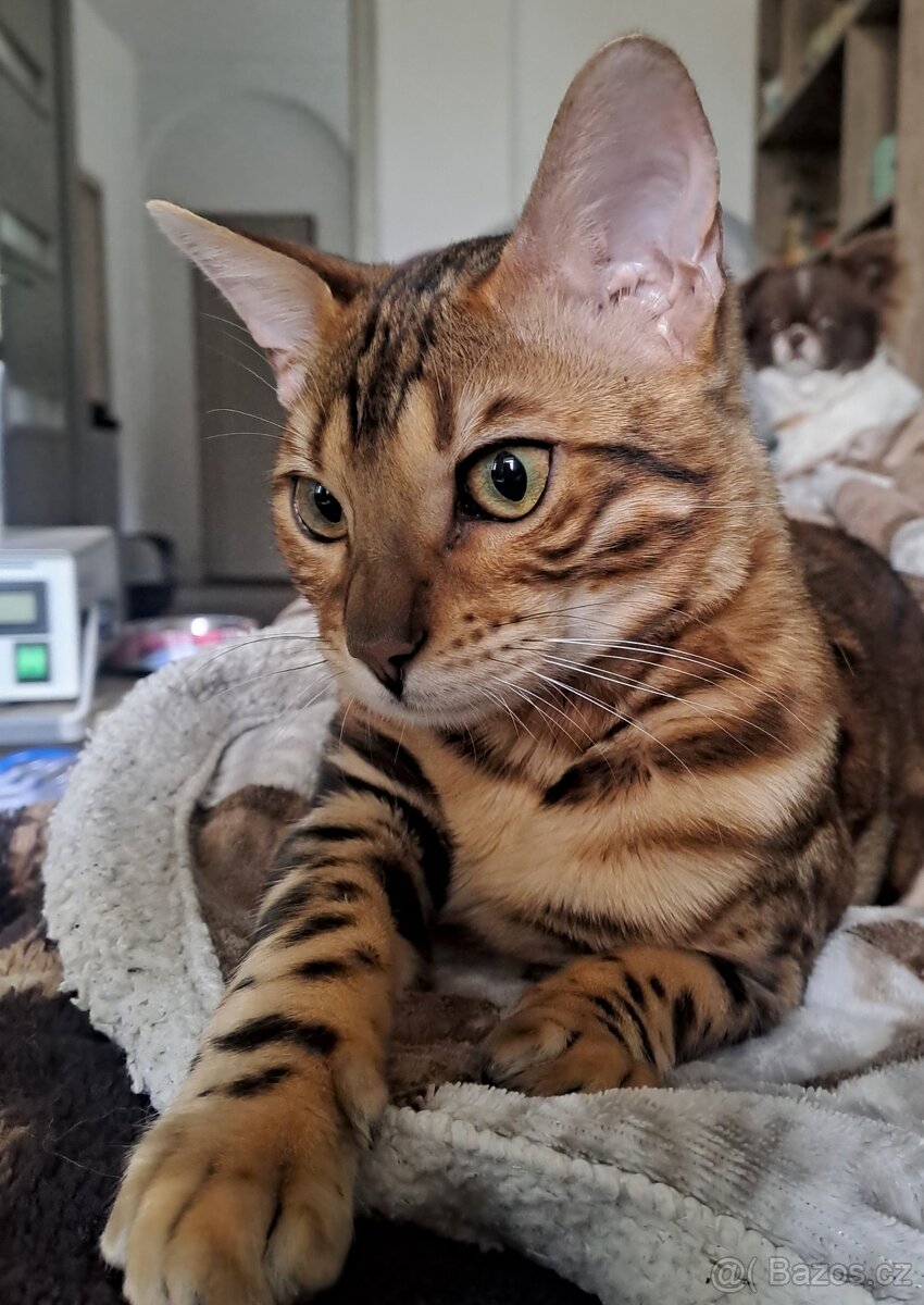 Bengalska kocka s PP