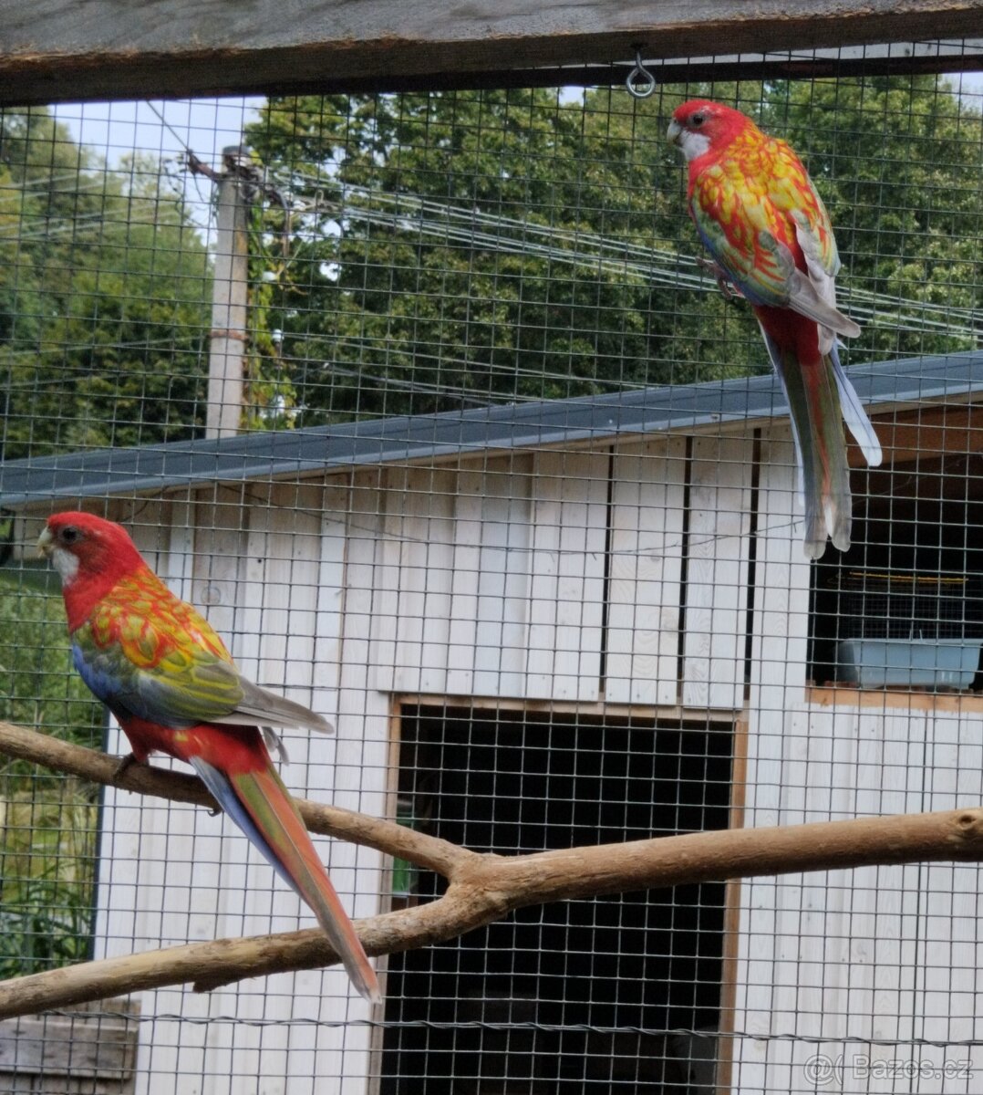 Rosela pestrá opalin Belgický pastel