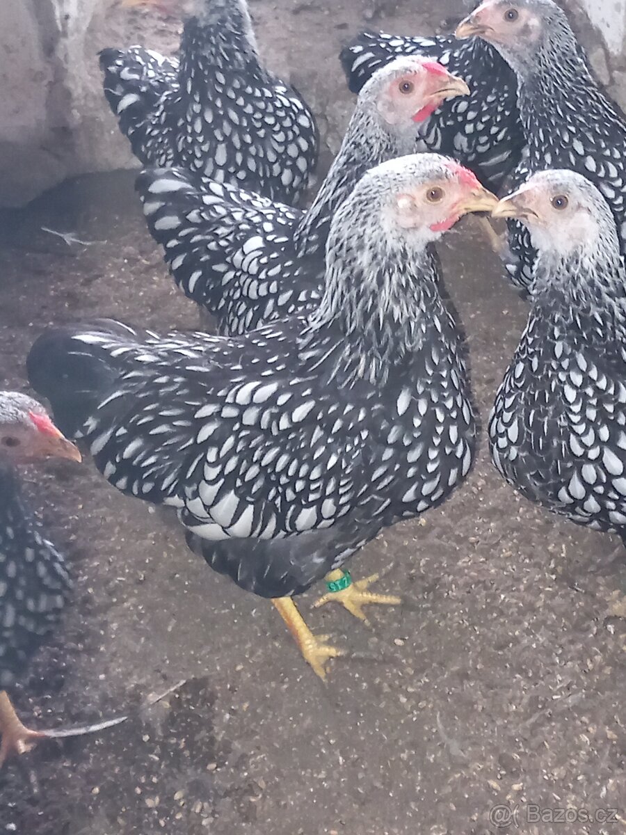 Wyandotka zdrobnělá