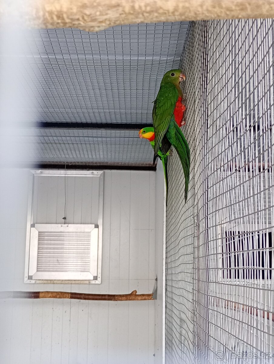 Papoušek králvský