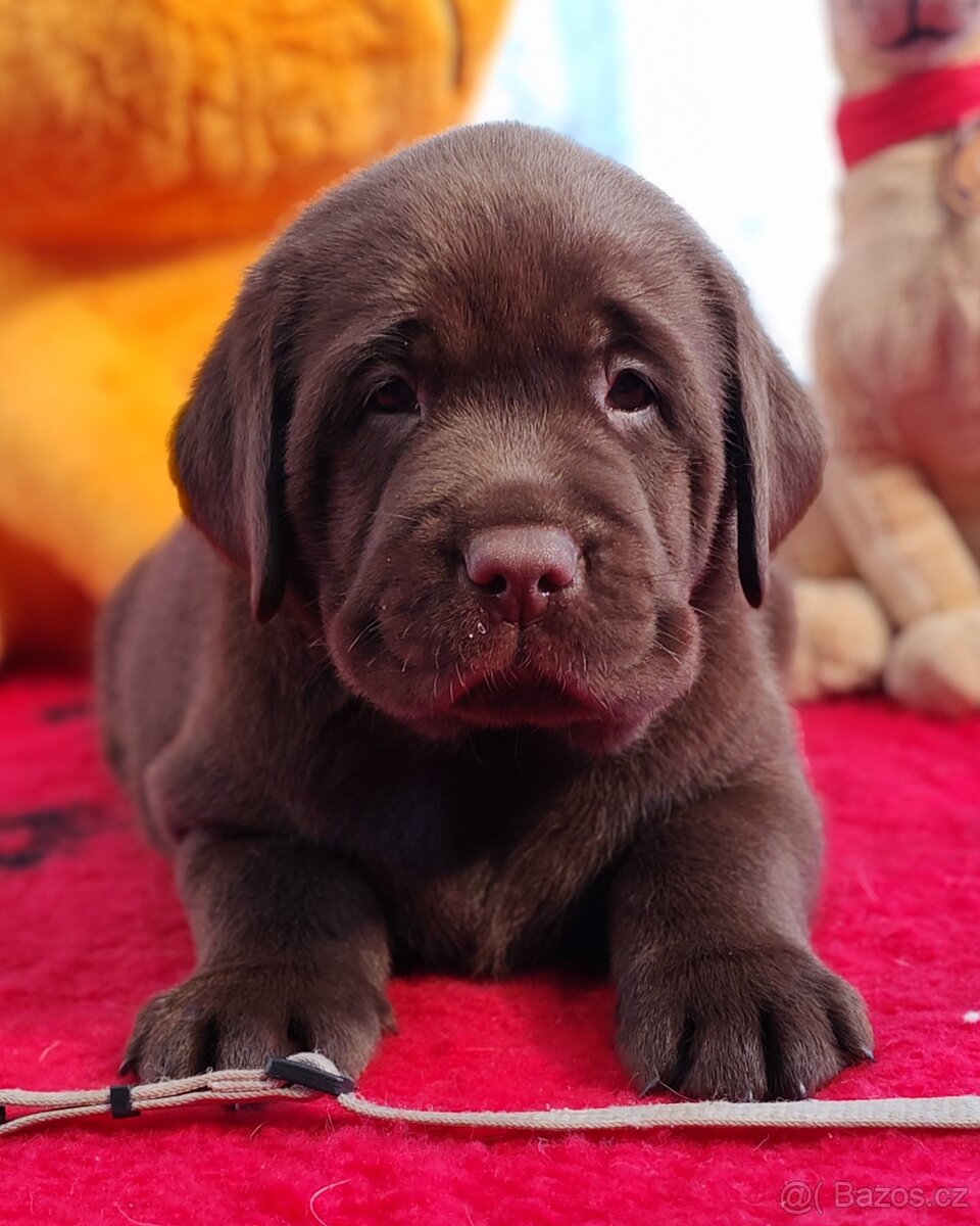 Labrador retrievr -štenatka s PP