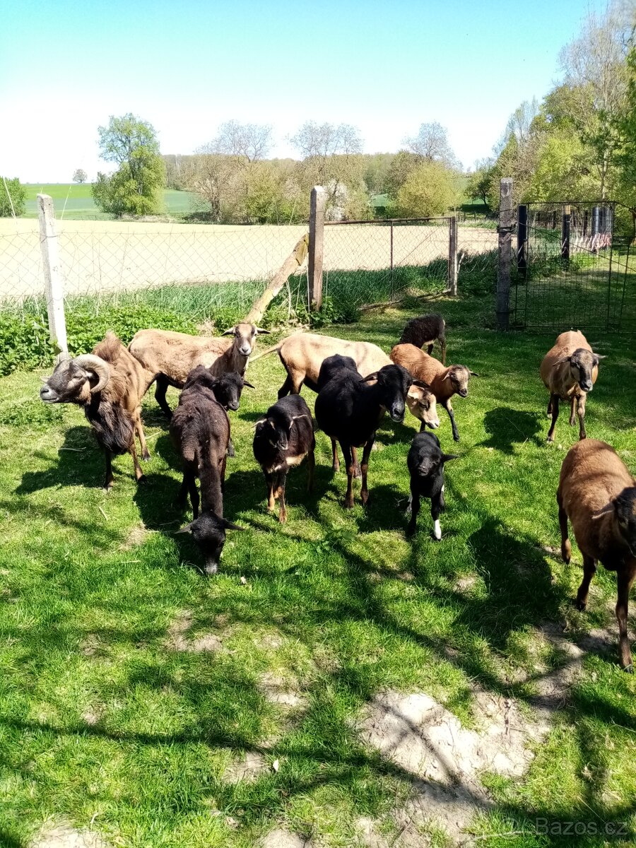 Kamerunské ovce