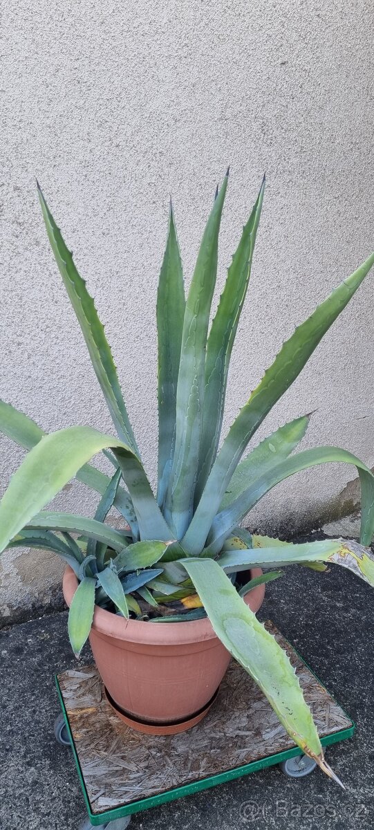Agave Americana