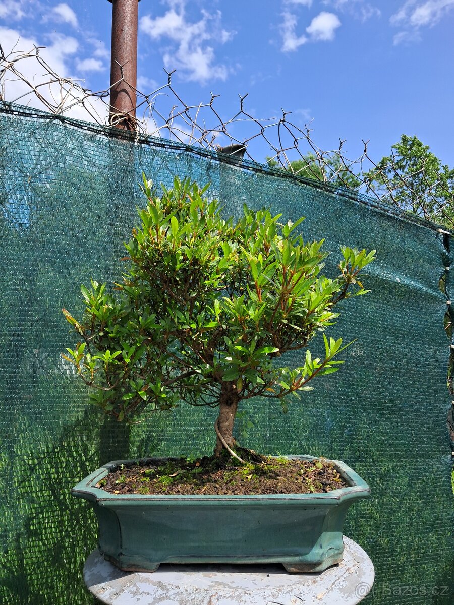 Bonsai,Bonsaj Azalka