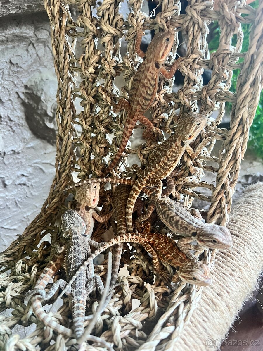 Agama vousata