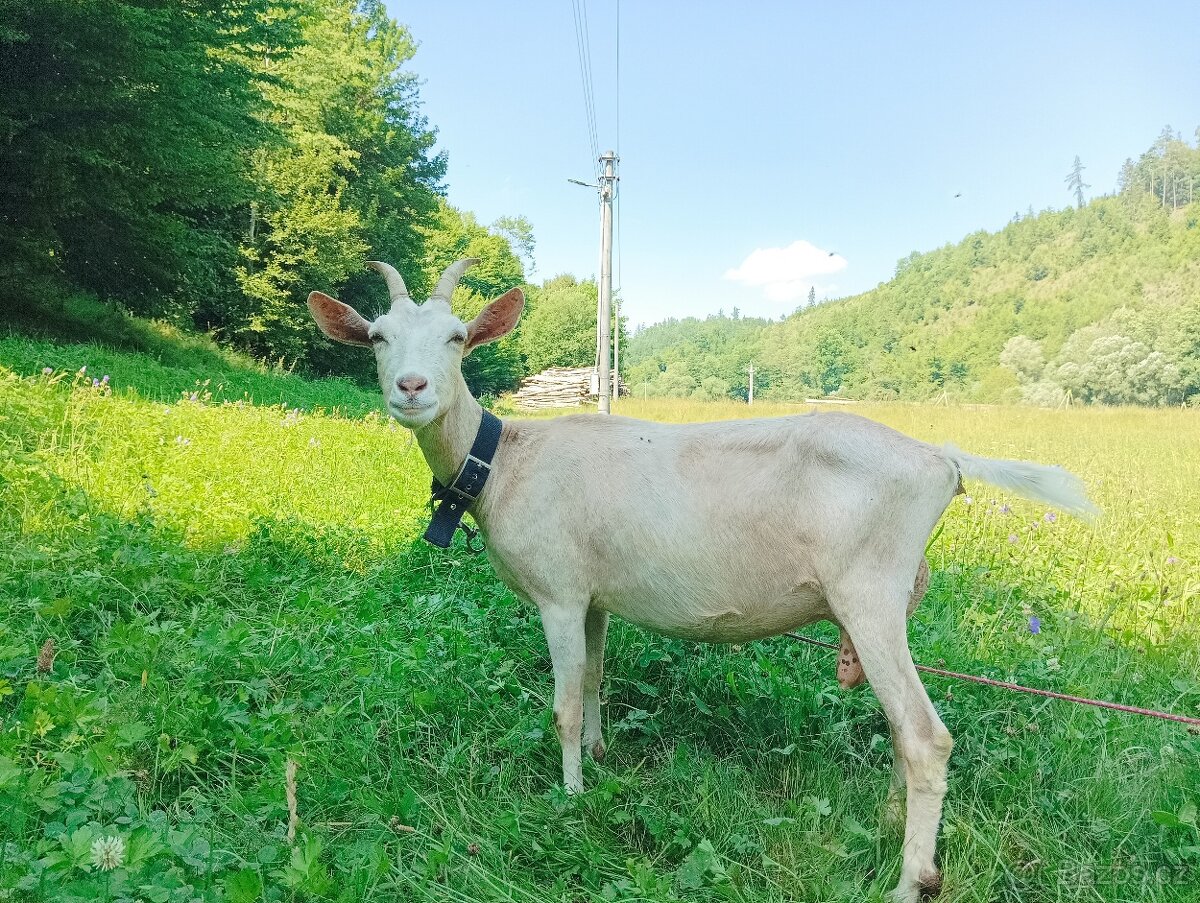 Koza v laktaci