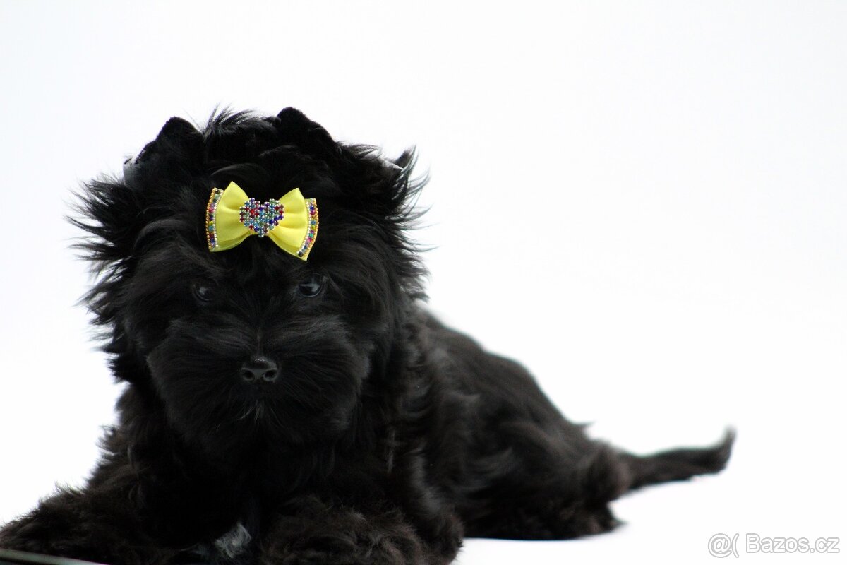 yorkshire terrier black s PP