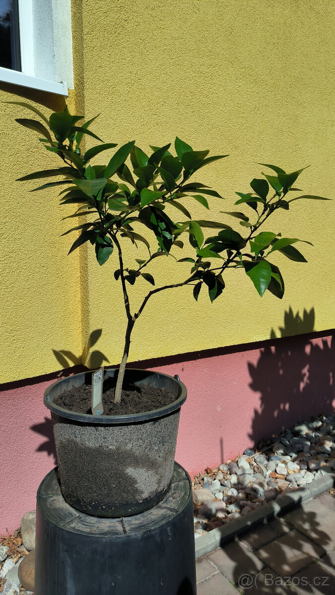 Prodám plodící grep MARSH SEEDLESS (č.47b)