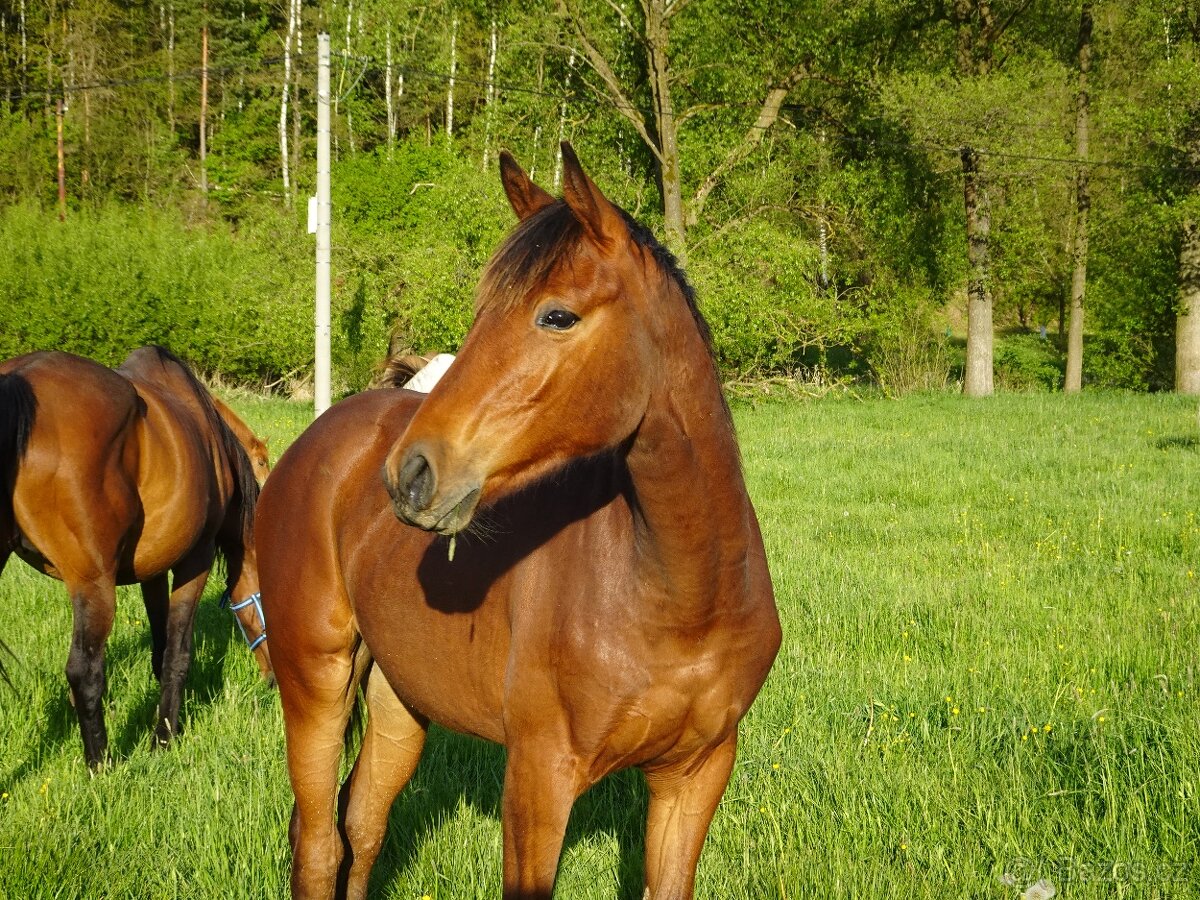 Prodám roční klisnu KK s PP,