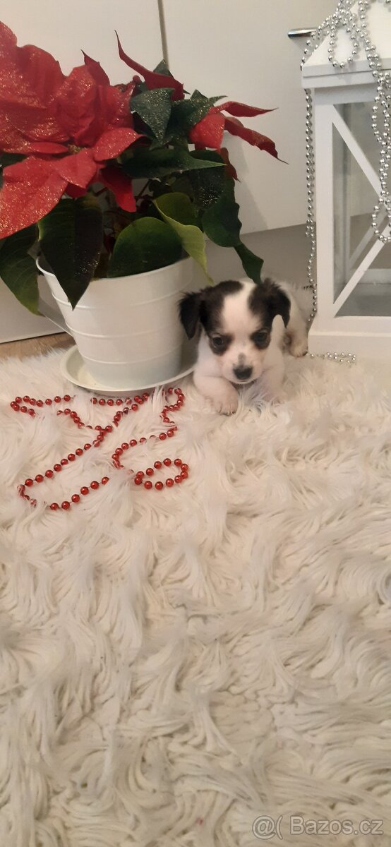 Jorkšírský teriér - Čivava