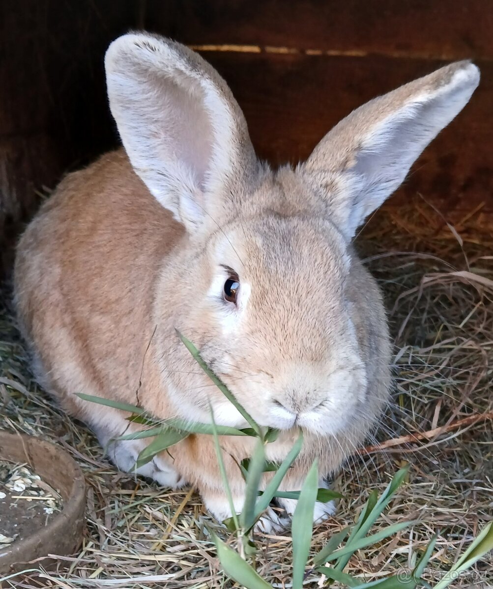 Prodám králíky