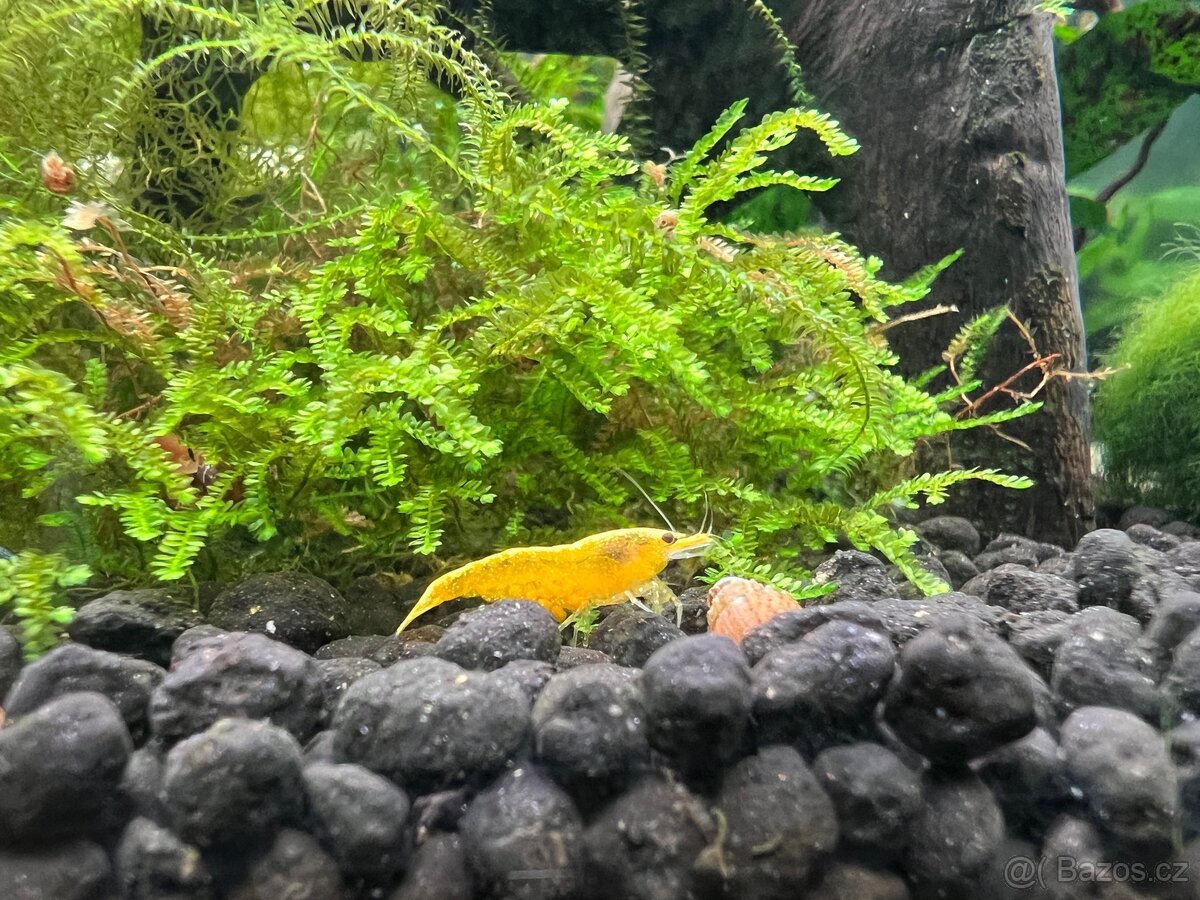 Krevetky yellow