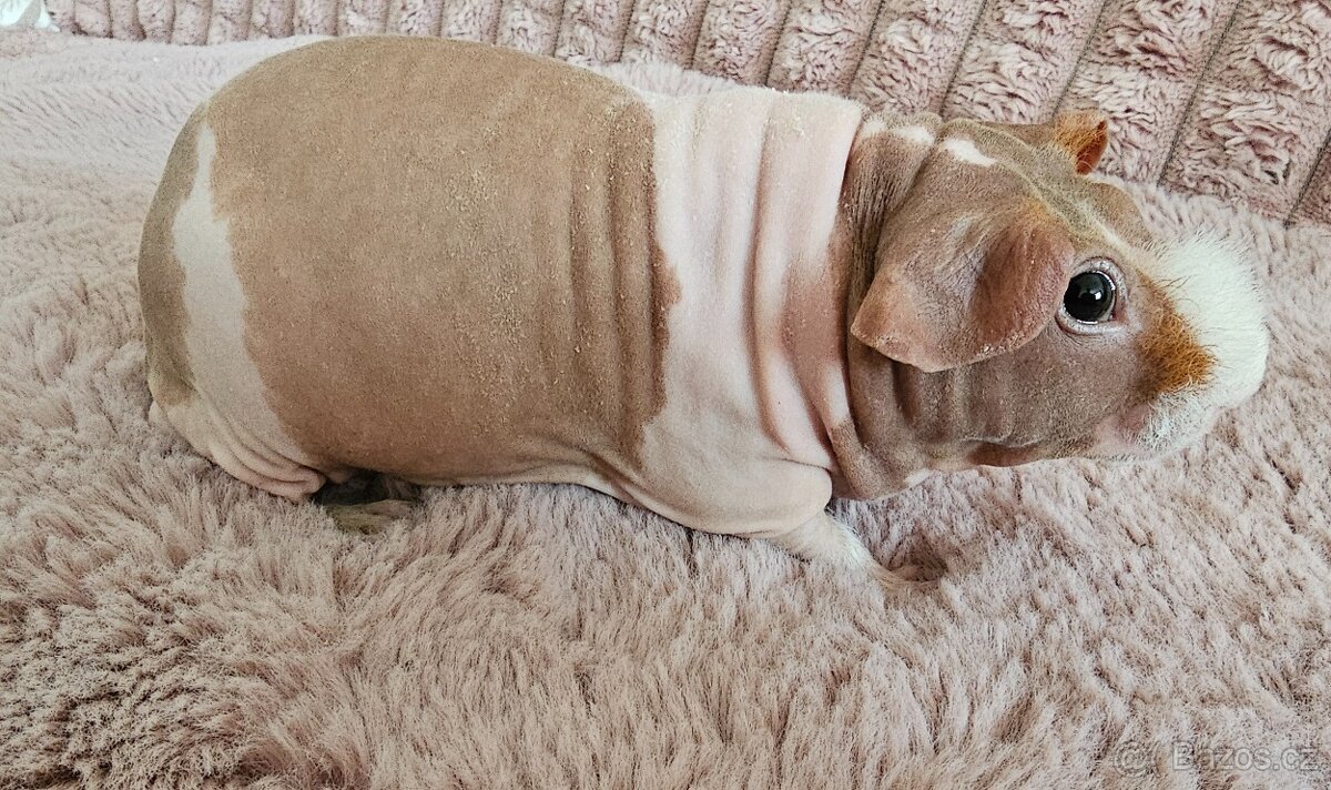 Skinny morče samec