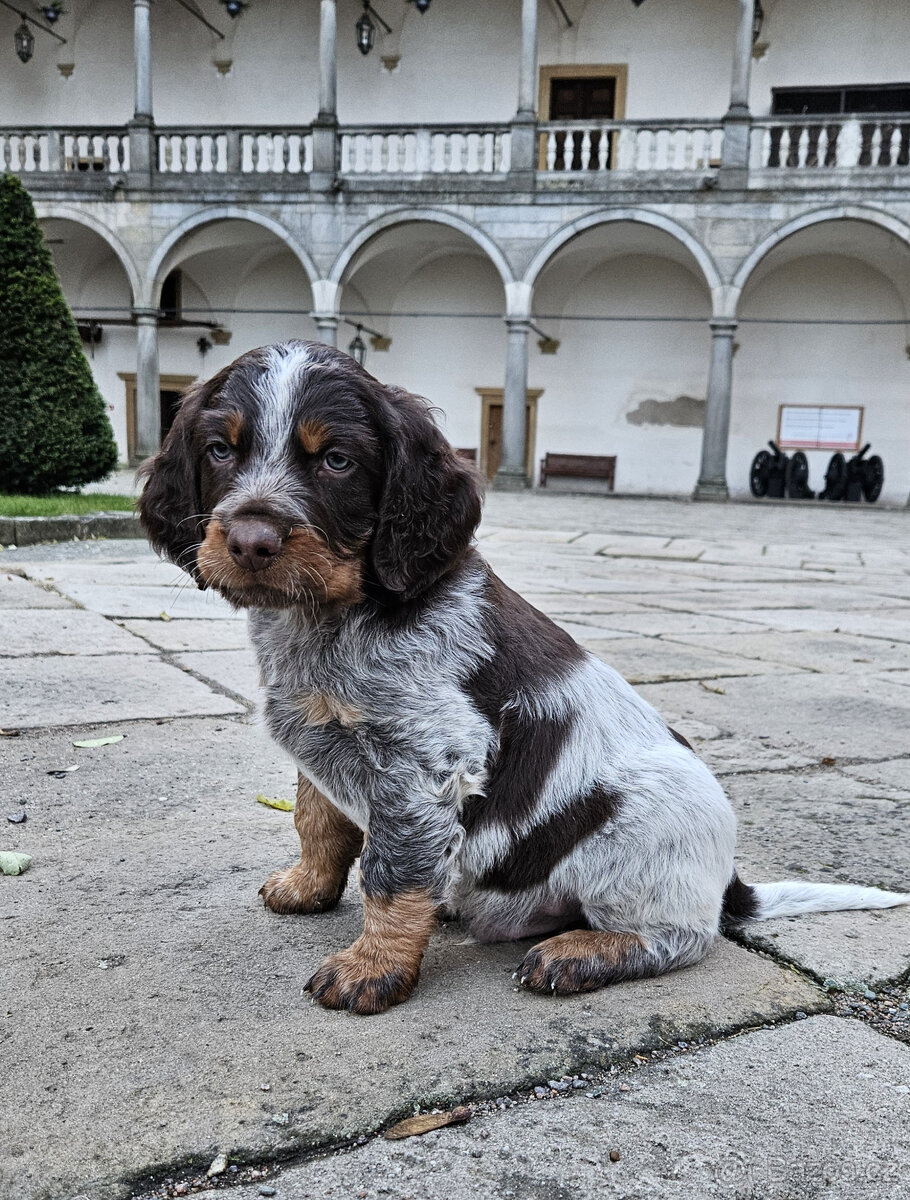 Epagneul Picard či Pikardský ohař