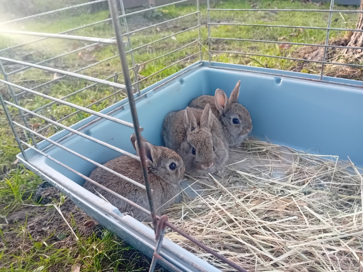 Prodám zakrslé králíčky