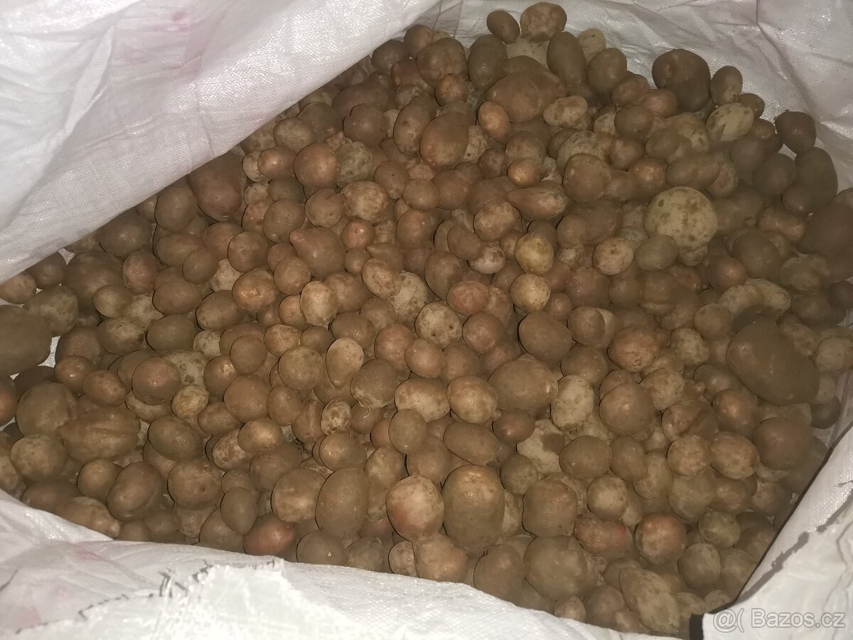 Prodám brambory