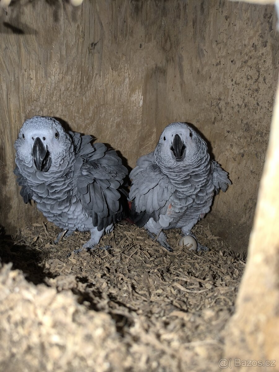 Žako Kongo mláďata na dokrmení