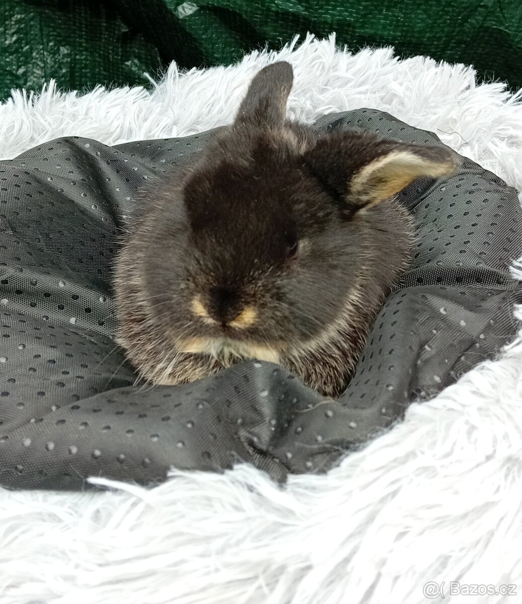 Zakrslý beránek D4