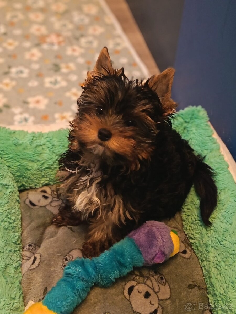 Jorkšírský teriér s PP - Spaltbiewer