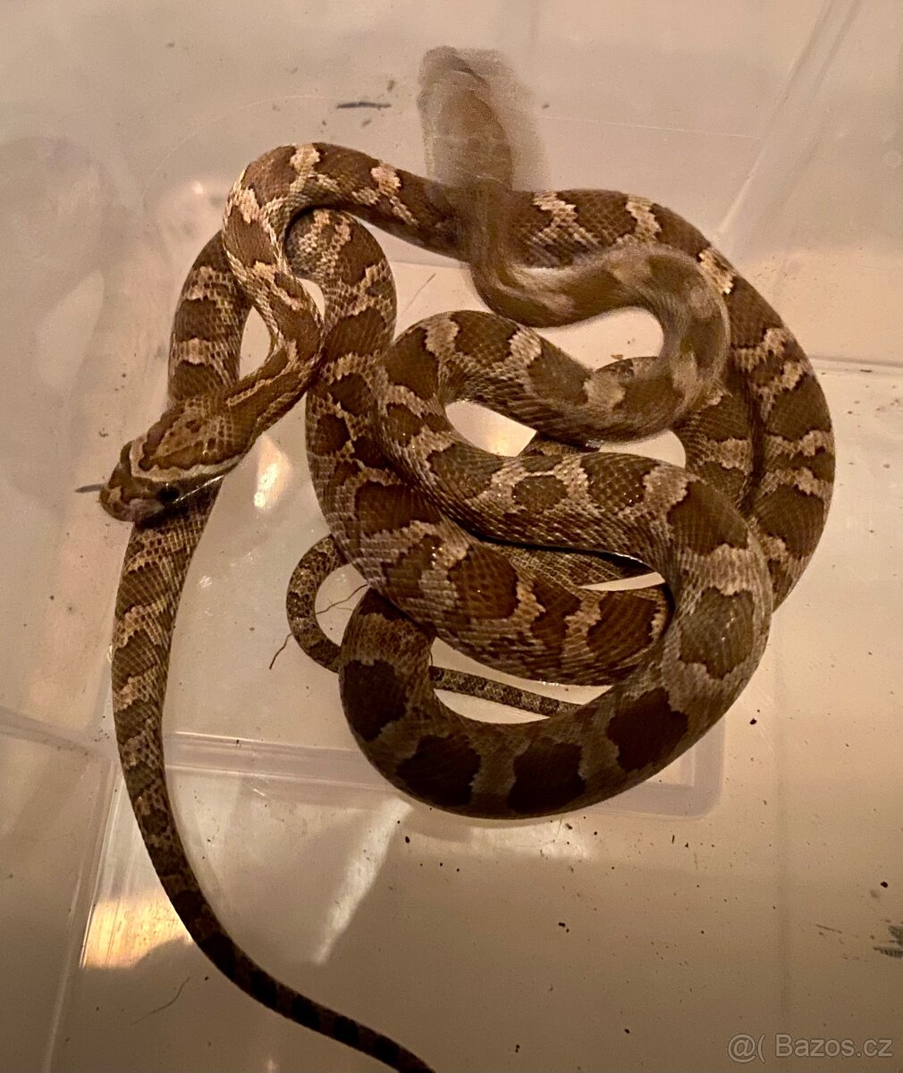 Pantherophis emoryi F3 Texas