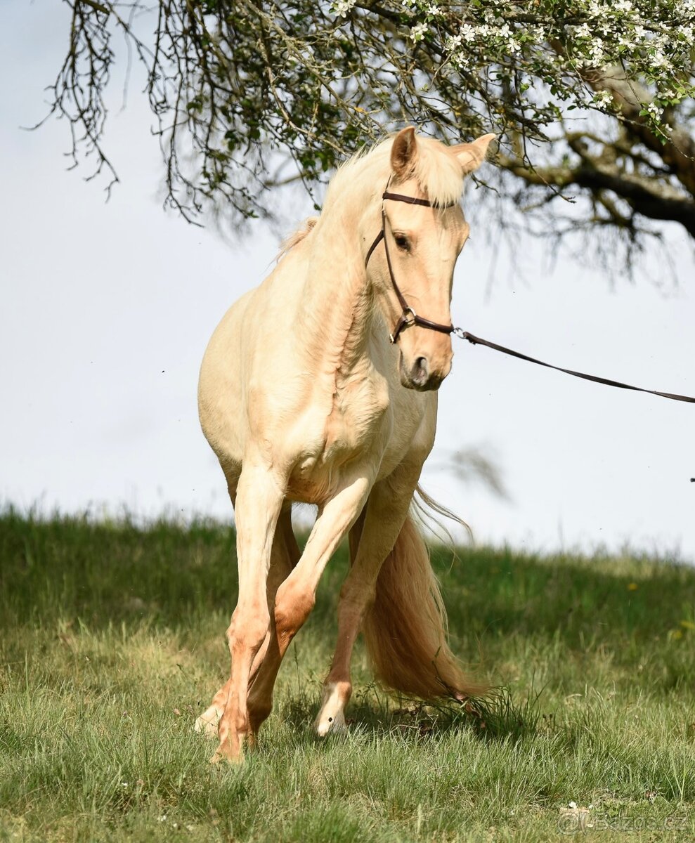 Lusitano klisna PSL v exkluzivní barvě palomino DUN