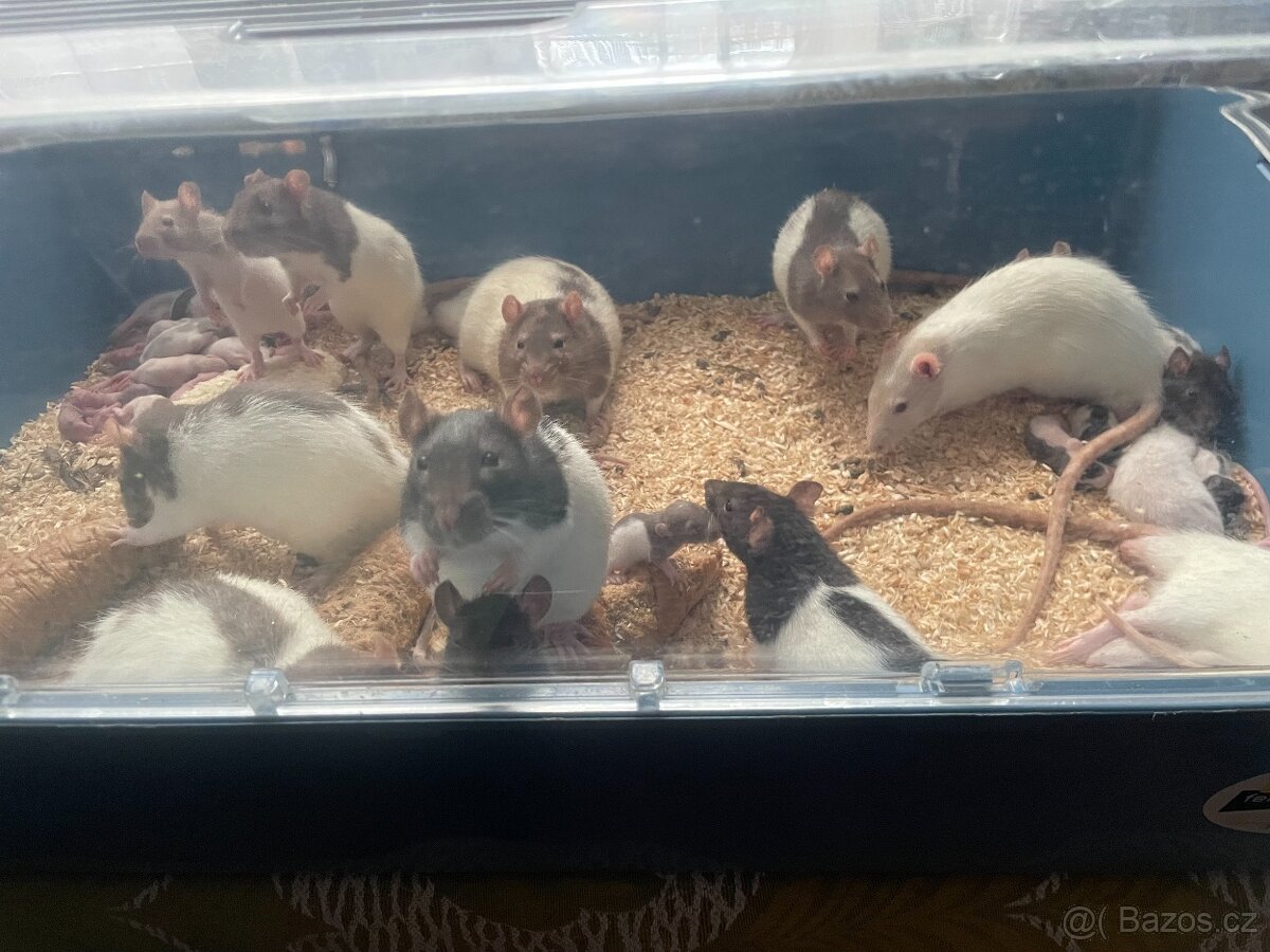 Potkani