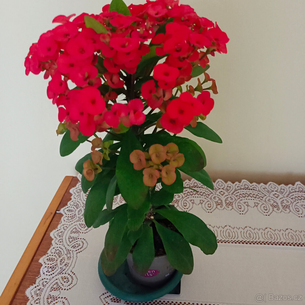 Trnová koruna ( euphorbia milli)