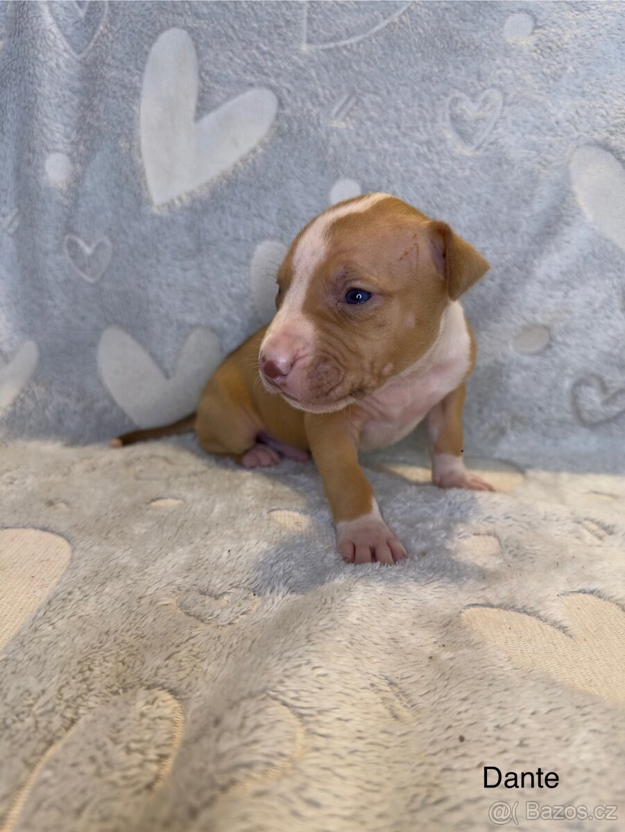 Americký pitbulteriér s pp (APBT)