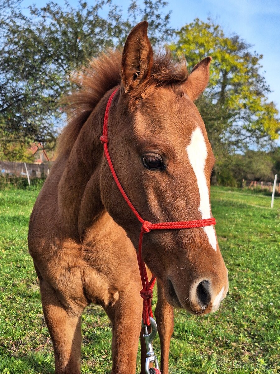 Roční klisna, kobylka AQH, QH, USA papíry