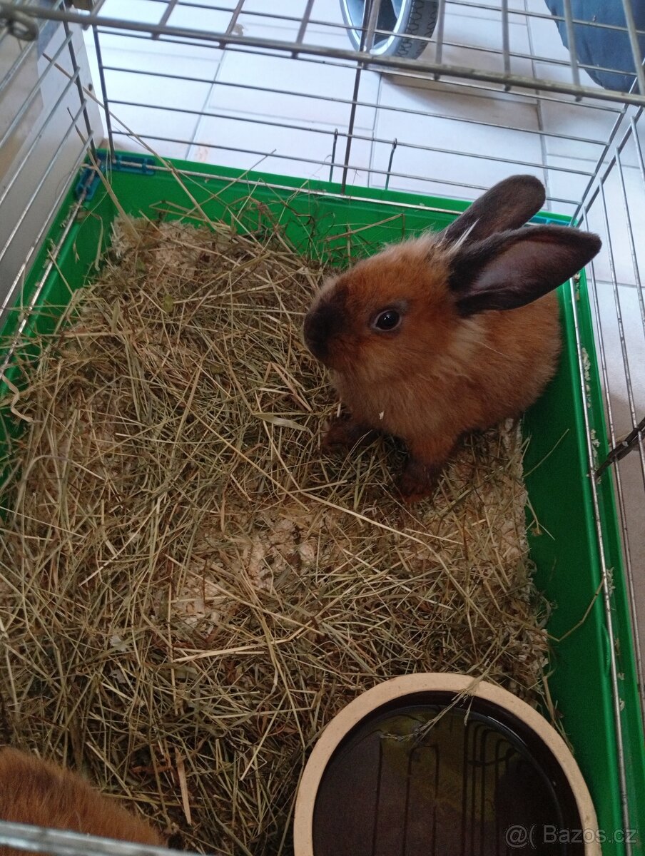 Zakrslý králík