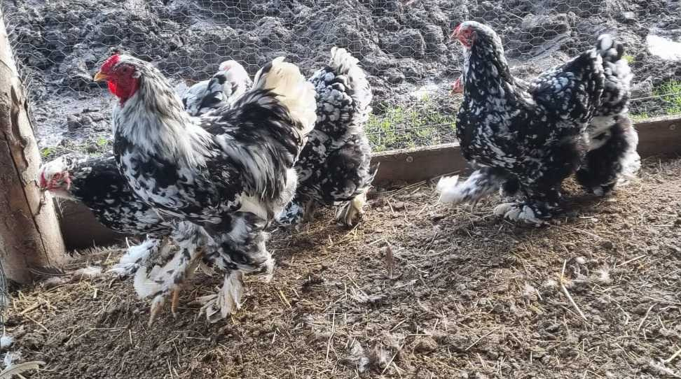 Brahmanka velká Porcellan, černobílá- kuřata 5 týdenní