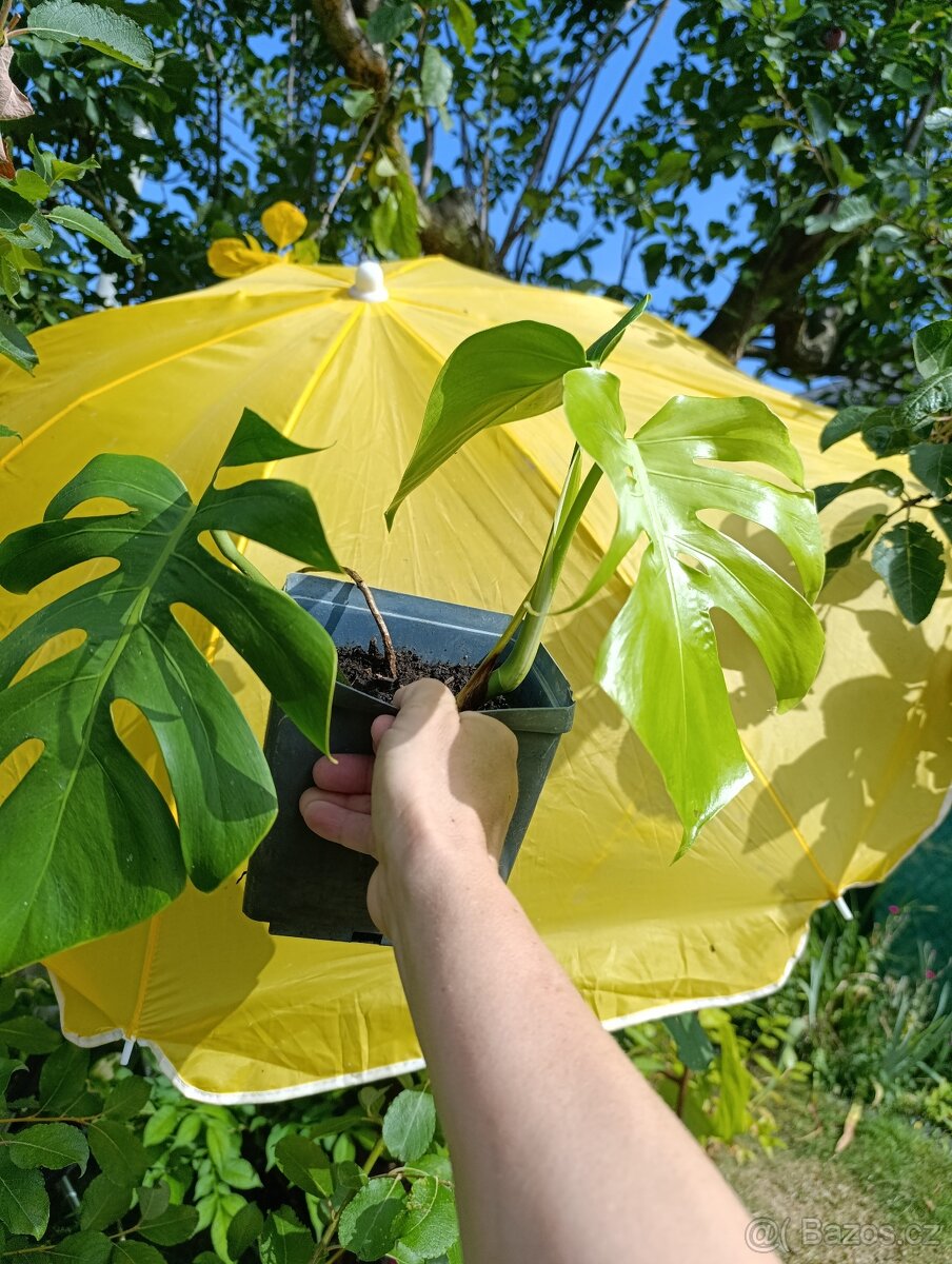 MONSTERA DELICIOSA