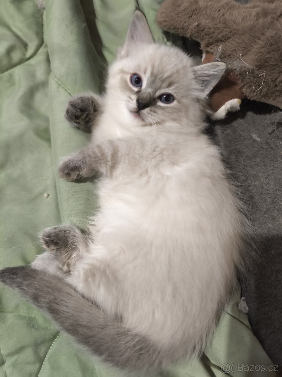 Ragdoll kocourek bez PP