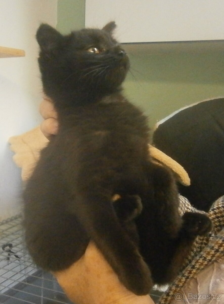 Černý hodný medvídek 3měsíční Míša