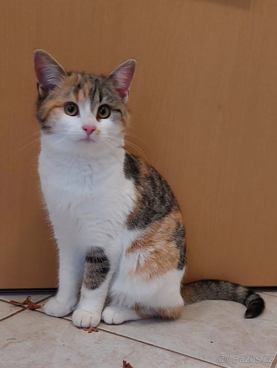 Hledám domov pro koťátko