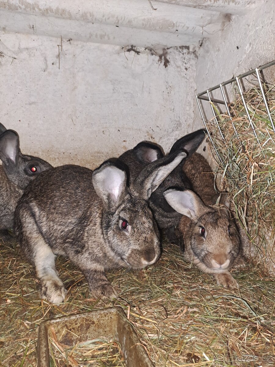 Králíci na chov nebo na maso